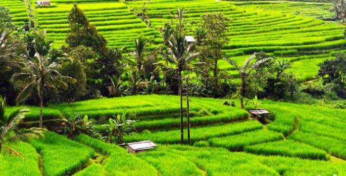 jatiluwih-tabanan-bali